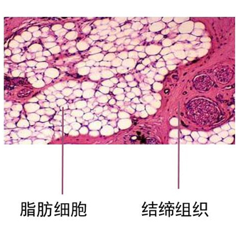 脂肪干细胞